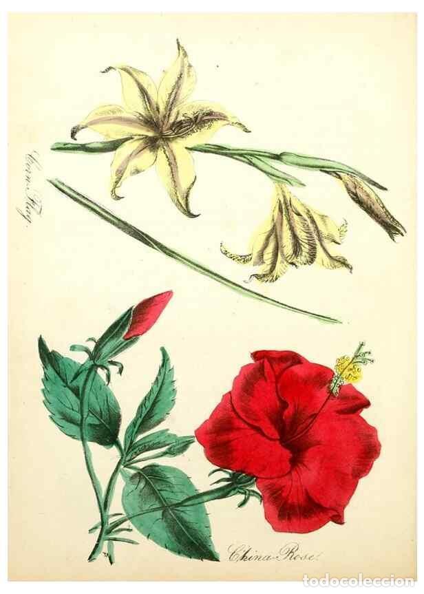 Collectionnisme de Revues et Journaux: Reproducci&oacute;n/Reproduction 8079586424: The American flora :. New York :Hull & Spencer,1855. - Strong,