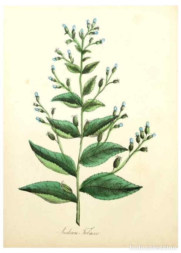 Collection Magazines and Newspapers: Reproducci&oacute;n/Reproduction 8079581007: The American flora :. New York :Hull & Spencer,1855. - Strong,