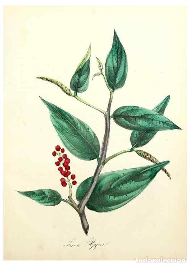 Colecionismo de Revistas e Jornais: Reproducci&oacute;n/Reproduction 8079594179: The American flora :. New York :Hull & Spencer,1855. - Strong,