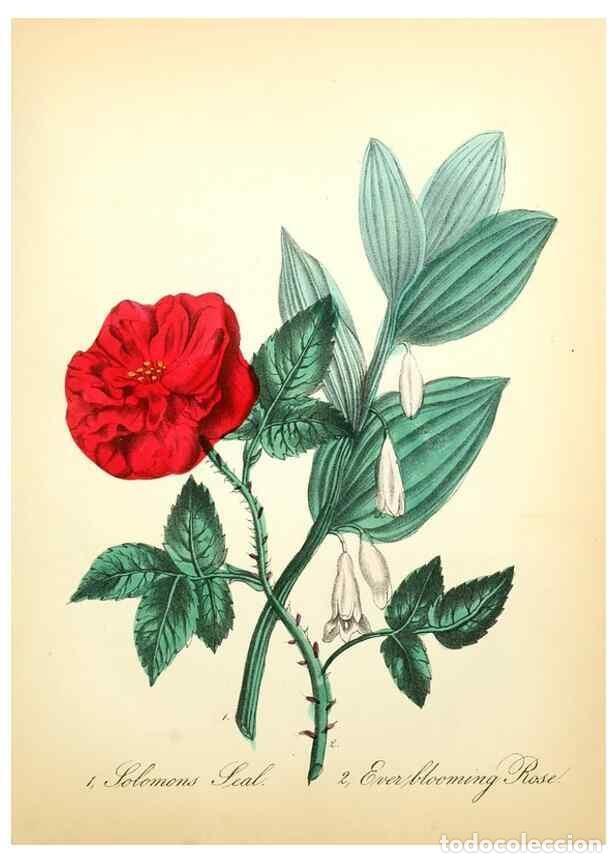 Collection Magazines and Newspapers: Reproducci&oacute;n/Reproduction 8079589729: The American flora :. New York :Hull & Spencer,1855. - Strong,