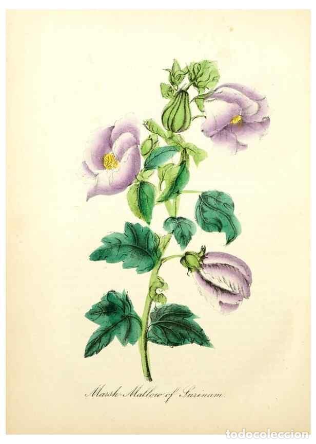 Coleccionismo de Revistas y Peri&oacute;dicos: Reproducci&oacute;n/Reproduction 8079591309: The American flora :. New York :Hull & Spencer,1855. - Strong,