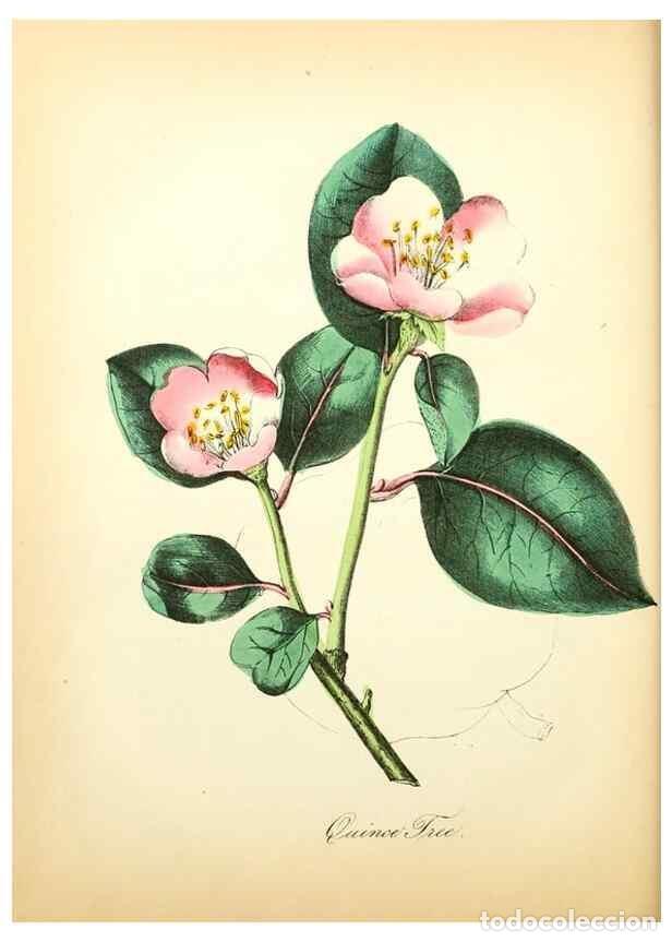 Collection Magazines and Newspapers: Reproducci&oacute;n/Reproduction 8079586796: The American flora :. New York :Hull & Spencer,1855. - Strong,