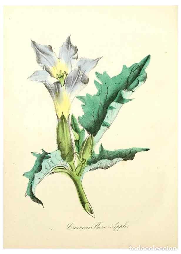 Collection Magazines and Newspapers: Reproducci&oacute;n/Reproduction 8079591891: The American flora :. New York :Hull & Spencer,1855. - Strong,