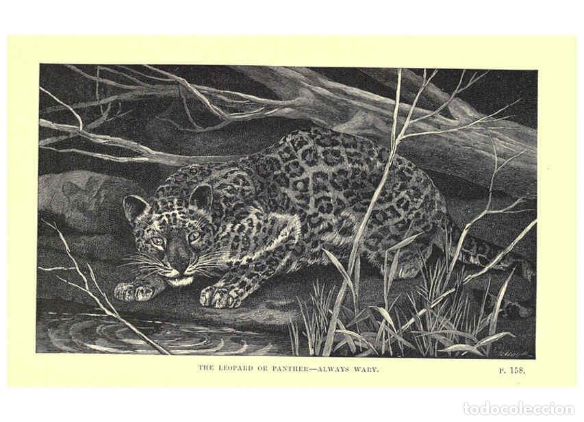 Coleccionismo de Revistas y Peri&oacute;dicos: Reproducci&oacute;n/Reproduction 6505683681: Wild beasts and their ways London,Macmillan and co.,1890 - Sam