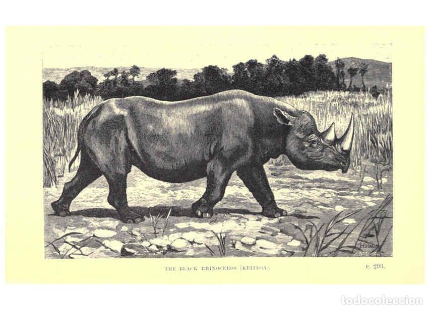 Collection Magazines and Newspapers: Reproducci&oacute;n/Reproduction 6505688371: Wild beasts and their ways London,Macmillan and co.,1890 - Sam