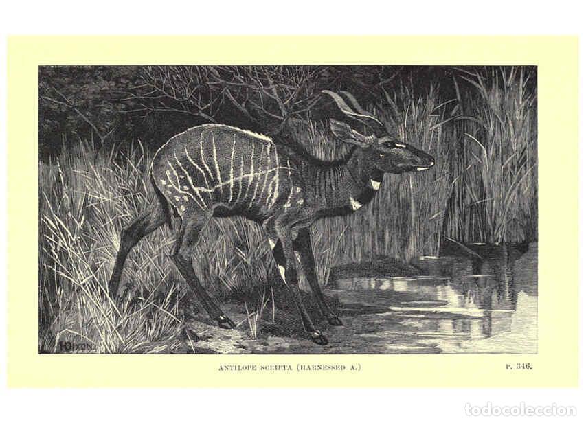 Collection Magazines and Newspapers: Reproducci&oacute;n/Reproduction 6505690927: Wild beasts and their ways London,Macmillan and co.,1890 - Sam