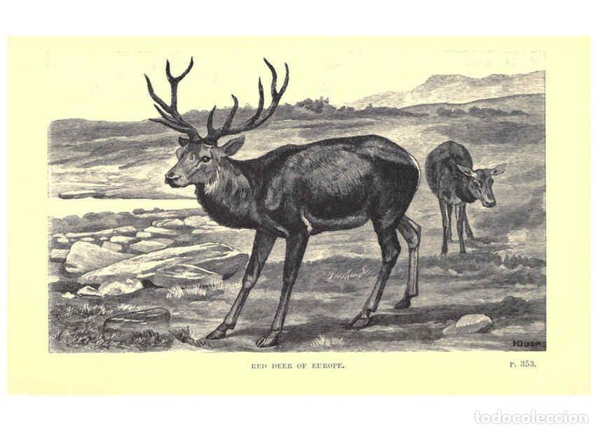 Colecionismo de Revistas e Jornais: Reproducci&oacute;n/Reproduction 6505691301: Wild beasts and their ways London,Macmillan and co.,1890 - Sam