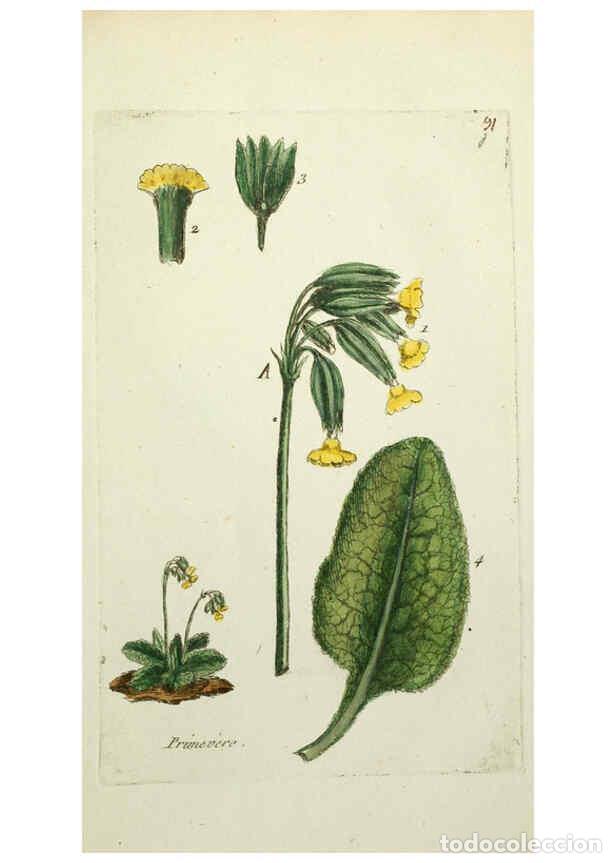 Coleccionismo de revistas y peri&oacute;dicos: Reproducci&oacute;n/Reproduction 6055494339: Flora Parisiensis. v.1. Paris,P.F. Didot,1776-1783 - Pierre Bu