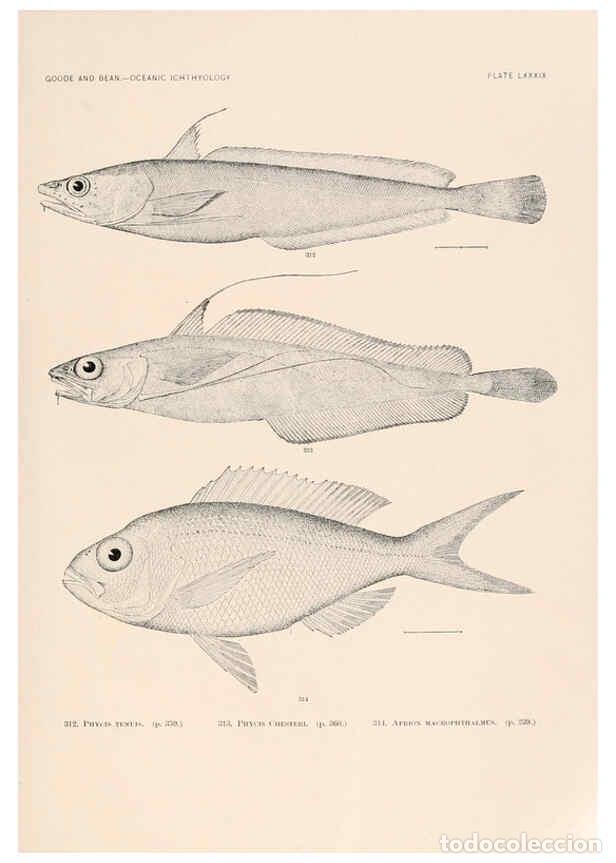 Sammeln von Zeitschriften und Zeitungen: Reproducci&oacute;n/Reproduction 6441803445: Oceanic ichthyology. v.22 atlas. Cambridge, U.S.A. :Printed fo
