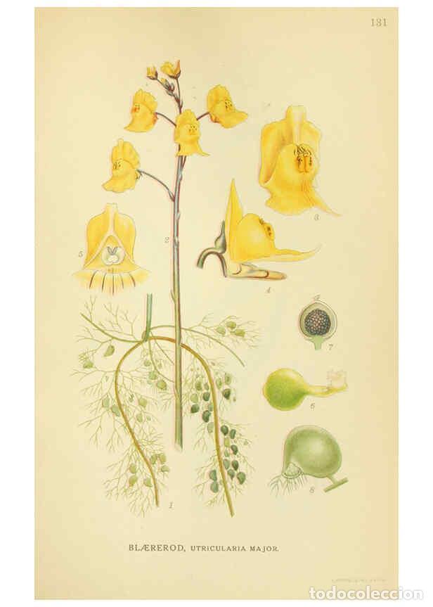 Sammeln von Zeitschriften und Zeitungen: Reproducci&oacute;n/Reproduction 6029368230: Billeder af nordens flora. v.1 K&oslash;benhavn,G.E.C. Gad's forlag,1