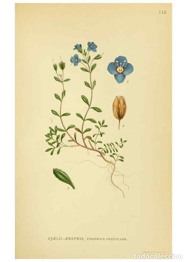 Sammeln von Zeitschriften und Zeitungen: Reproducci&oacute;n/Reproduction 6029363630: Billeder af nordens flora. v.1 K&oslash;benhavn,G.E.C. Gad's forlag,1