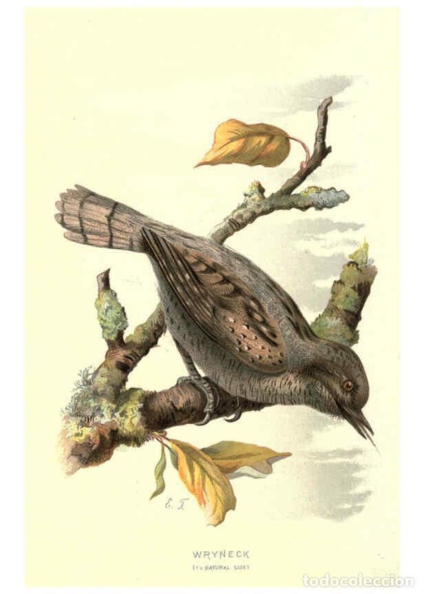 Sammeln von Zeitschriften und Zeitungen: Reproducci&oacute;n/Reproduction 6032909320: Familiar wild birds. v.1. London ; New York :Cassell,1883 - W.