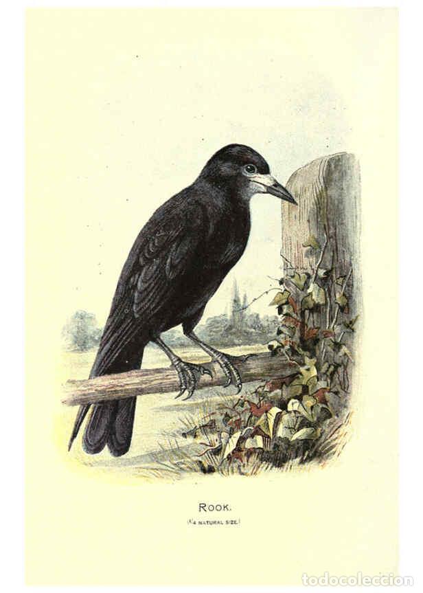 Sammeln von Zeitschriften und Zeitungen: Reproducci&oacute;n/Reproduction 6032347875: Familiar wild birds. v.1. London ; New York :Cassell,1883 - W.