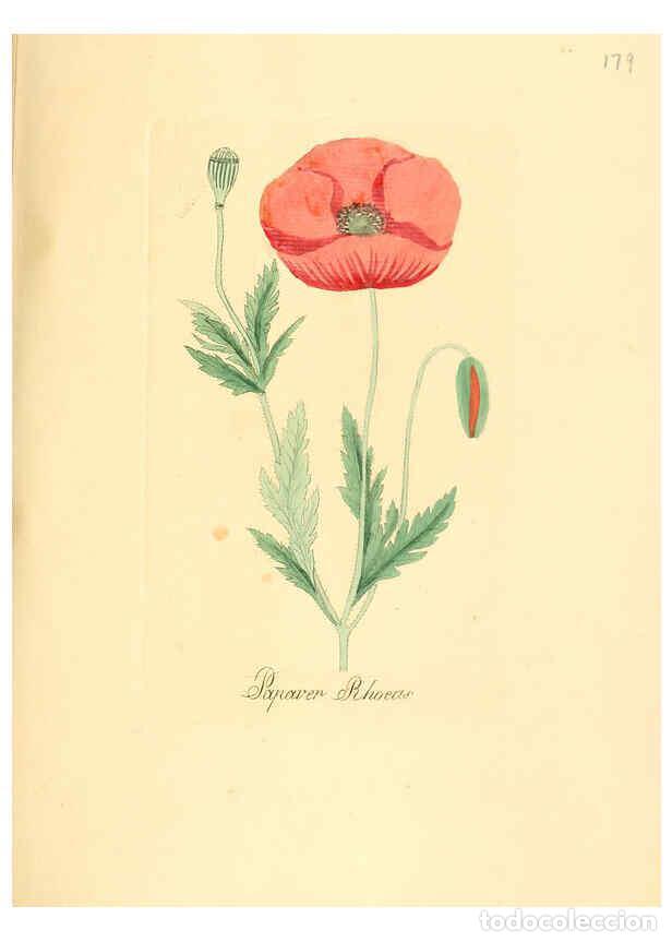 Sammeln von Zeitschriften und Zeitungen: Reproducci&oacute;n/Reproduction 6032571474: Flora medica, oder, Abbildung der wichtigsten officinellen Pfl