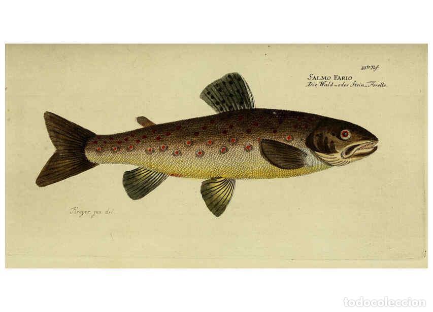 Sammeln von Zeitschriften und Zeitungen: Reproducci&oacute;n/Reproduction 6032438183: D. Marcus Elieser Bloch's, aus&uuml;benden Arztes zu Berlin. Atlas.