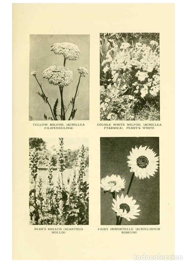 Sammeln von Zeitschriften und Zeitungen: Reproducci&oacute;n/Reproduction 6465778721: The book of hardy flowers New York,Funk & Wagnalls company; [e