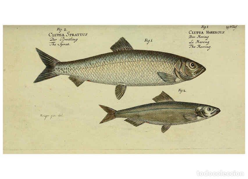 Sammeln von Zeitschriften und Zeitungen: Reproducci&oacute;n/Reproduction 6032440247: D. Marcus Elieser Bloch's, aus&uuml;benden Arztes zu Berlin. Atlas.