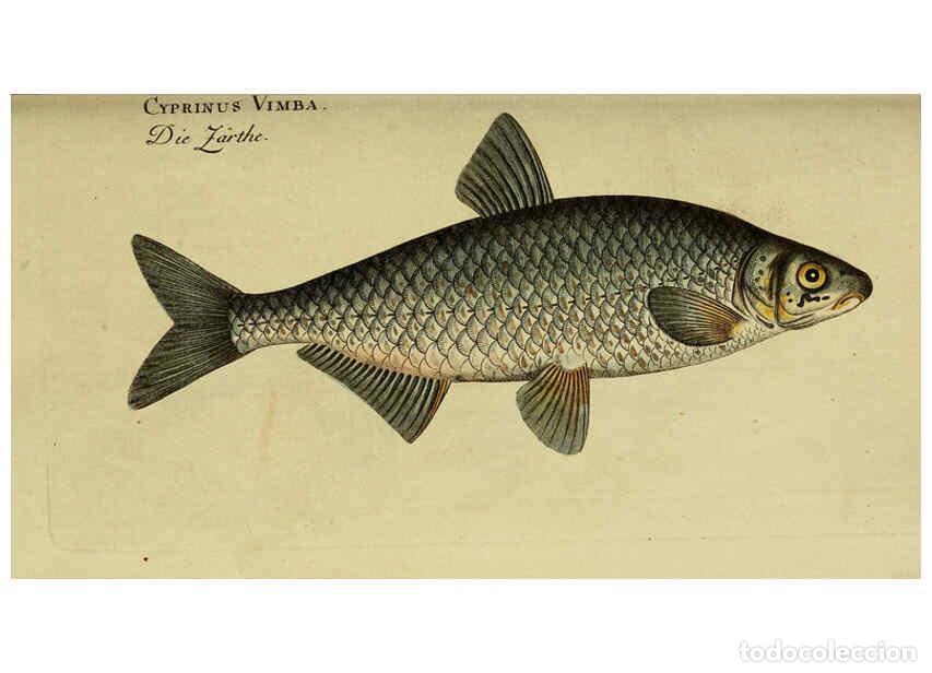 Sammeln von Zeitschriften und Zeitungen: Reproducci&oacute;n/Reproduction 6032990756: D. Marcus Elieser Bloch's, aus&uuml;benden Arztes zu Berlin. Atlas.