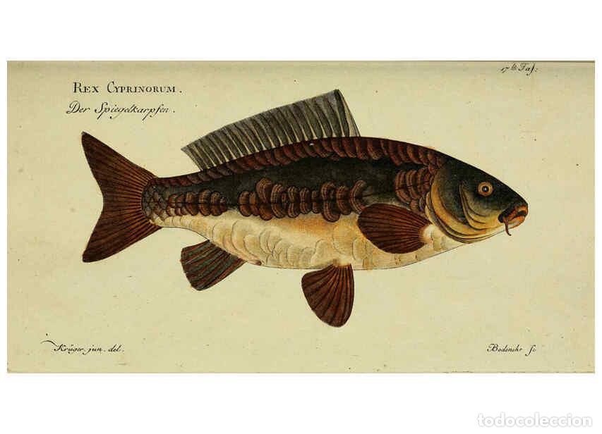 Sammeln von Zeitschriften und Zeitungen: Reproducci&oacute;n/Reproduction 6032436137: D. Marcus Elieser Bloch's, aus&uuml;benden Arztes zu Berlin. Atlas.