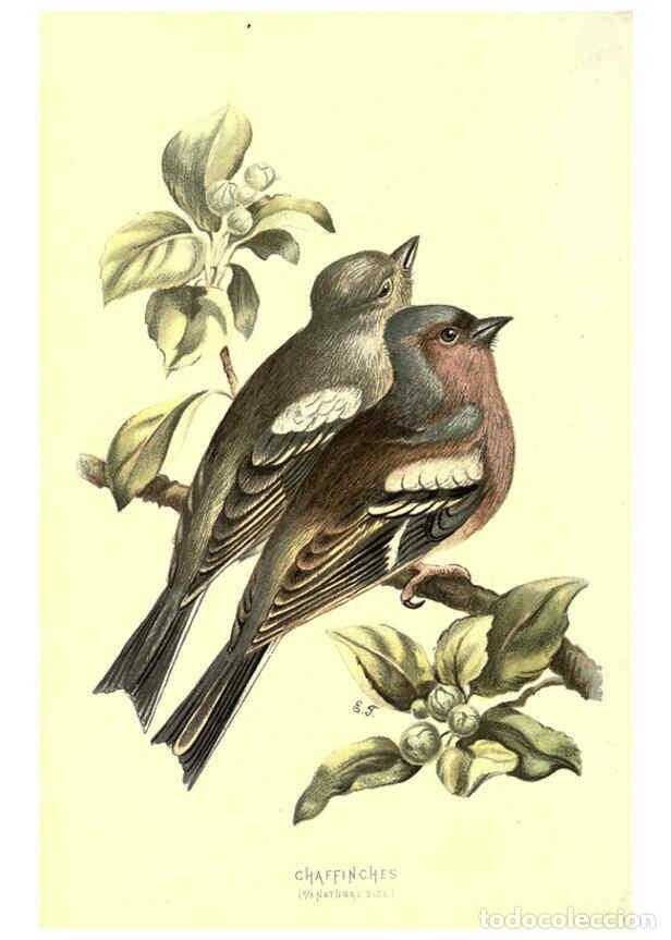 Sammeln von Zeitschriften und Zeitungen: Reproducci&oacute;n/Reproduction 6032904906: Familiar wild birds. v.1. London ; New York :Cassell,1883 - W.