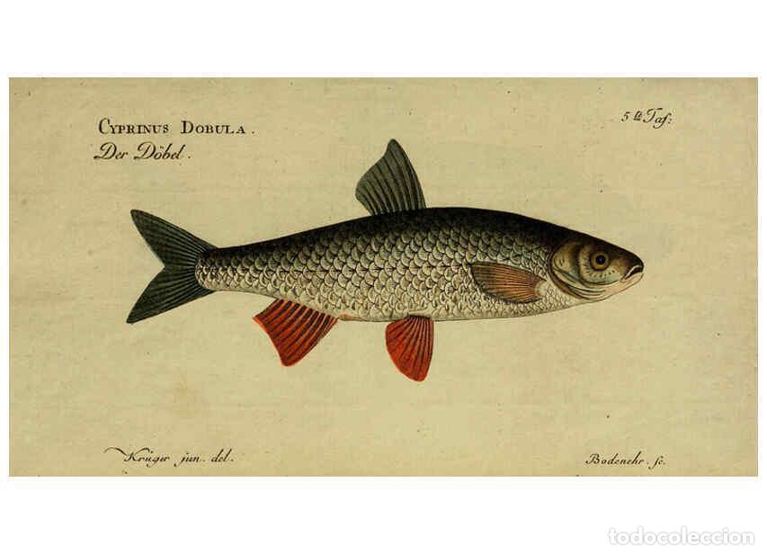 Sammeln von Zeitschriften und Zeitungen: Reproducci&oacute;n/Reproduction 6032991076: D. Marcus Elieser Bloch's, aus&uuml;benden Arztes zu Berlin. Atlas.