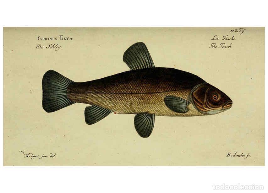 Sammeln von Zeitschriften und Zeitungen: Reproducci&oacute;n/Reproduction 6032435277: D. Marcus Elieser Bloch's, aus&uuml;benden Arztes zu Berlin. Atlas.