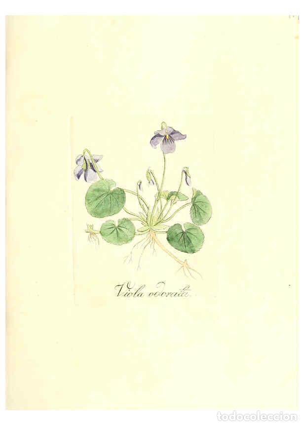 Colecionismo de Revistas e Jornais: Reproducci&oacute;n/Reproduction 6031996151: Flora medica, oder, Abbildung der wichtigsten officinellen Pfl