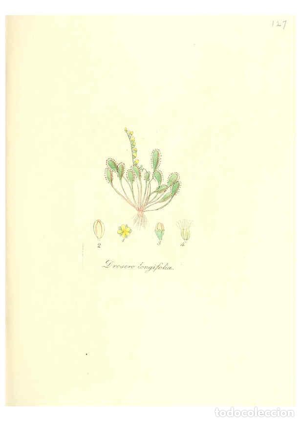 Colecionismo de Revistas e Jornais: Reproducci&oacute;n/Reproduction 6032557700: Flora medica, oder, Abbildung der wichtigsten officinellen Pfl