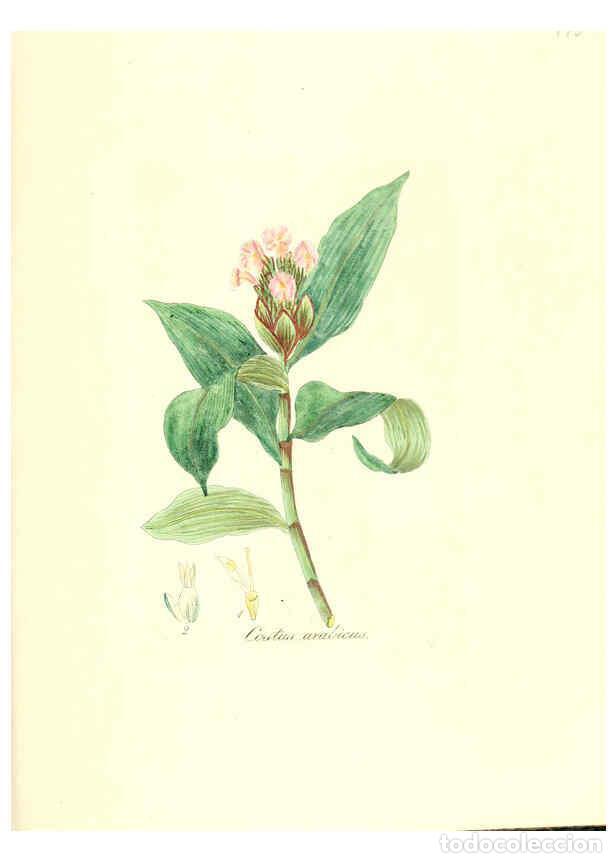 Colecionismo de Revistas e Jornais: Reproducci&oacute;n/Reproduction 6032011327: Flora medica, oder, Abbildung der wichtigsten officinellen Pfl