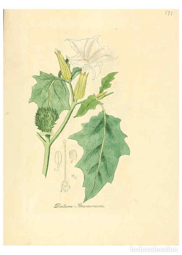 Colecionismo de Revistas e Jornais: Reproducci&oacute;n/Reproduction 6032009829: Flora medica, oder, Abbildung der wichtigsten officinellen Pfl