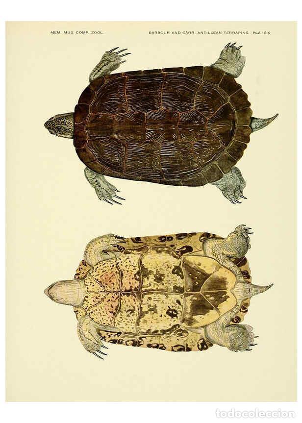 Colecionismo de Revistas e Jornais: Reproducci&oacute;n/Reproduction 6465666591: Antillean terrapins Cambridge, U.S.A.,Printed for the Museum,1