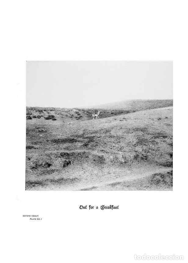 Coleccionismo de Revistas y Peri&oacute;dicos: Reproducci&oacute;n/Reproduction 7026590531: Hoofs, claws and antlers of the Rocky Mountains, by the camera