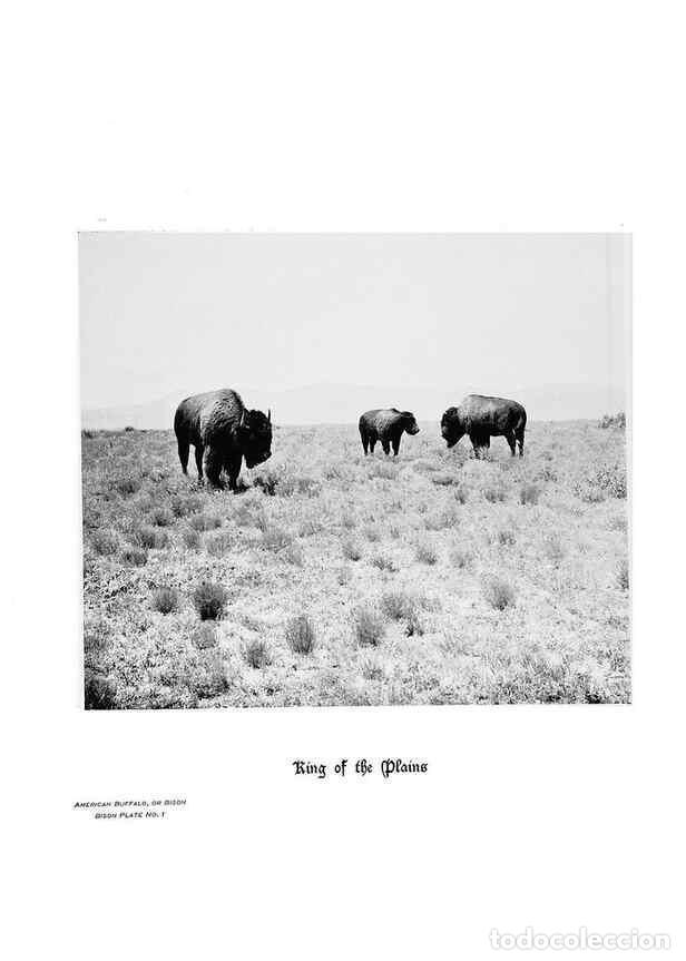 Coleccionismo de Revistas y Peri&oacute;dicos: Reproducci&oacute;n/Reproduction 7026588805: Hoofs, claws and antlers of the Rocky Mountains, by the camera