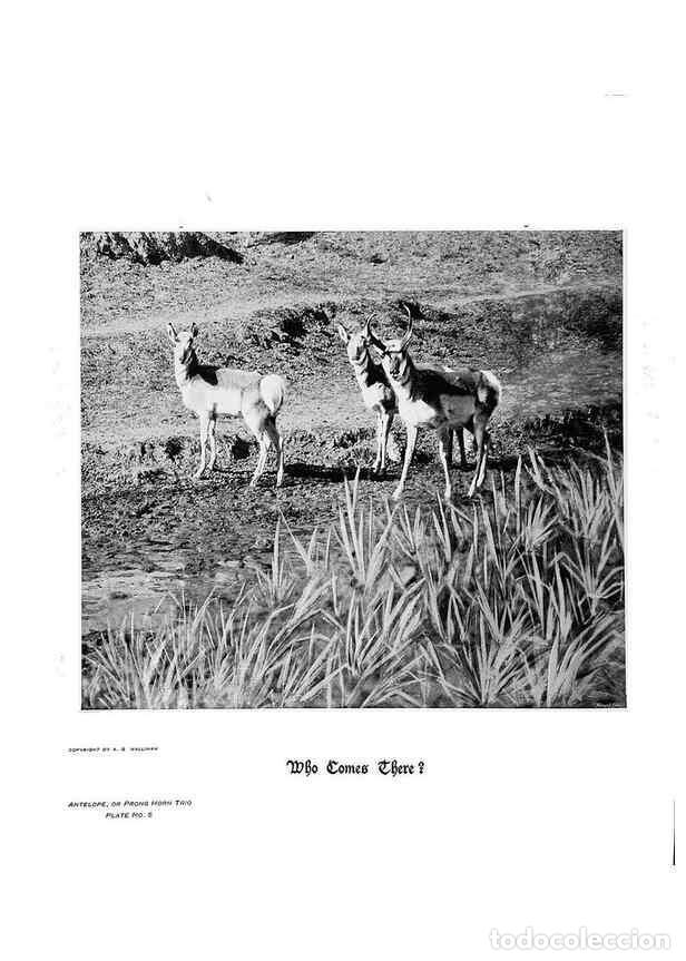 Coleccionismo de Revistas y Peri&oacute;dicos: Reproducci&oacute;n/Reproduction 7026584299: Hoofs, claws and antlers of the Rocky Mountains, by the camera