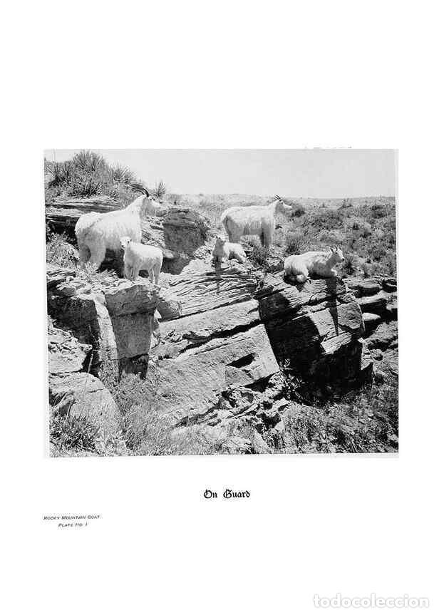 Coleccionismo de Revistas y Peri&oacute;dicos: Reproducci&oacute;n/Reproduction 7026585515: Hoofs, claws and antlers of the Rocky Mountains, by the camera