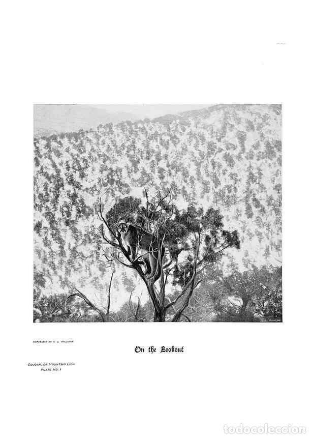 Coleccionismo de Revistas y Peri&oacute;dicos: Reproducci&oacute;n/Reproduction 7026587517: Hoofs, claws and antlers of the Rocky Mountains, by the camera