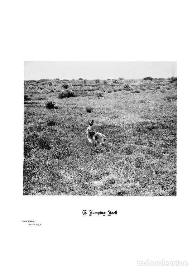 Coleccionismo de Revistas y Peri&oacute;dicos: Reproducci&oacute;n/Reproduction 6880491156: Hoofs, claws and antlers of the Rocky Mountains, by the camera