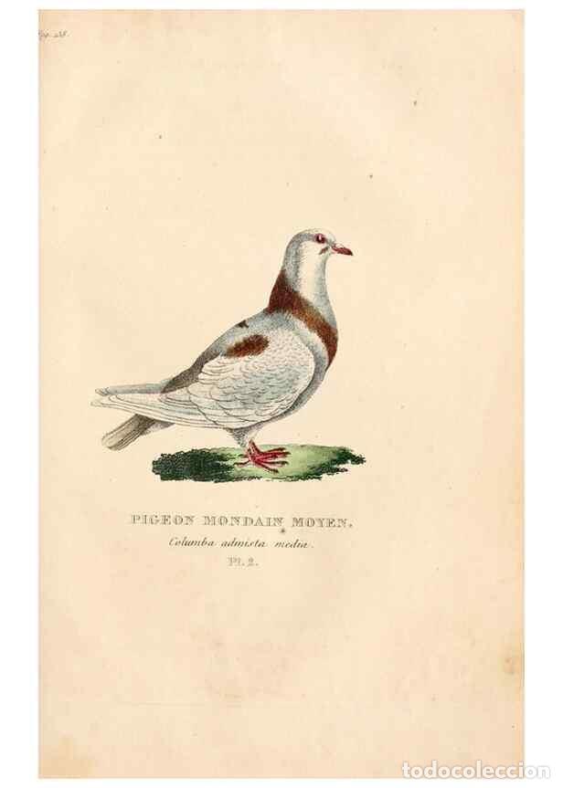 Collezionismo di Riviste e Giornali: Reproducci&oacute;n/Reproduction 6896435476: Les pigeons. Paris,Audot,1824. - Boitard, Pierre,
