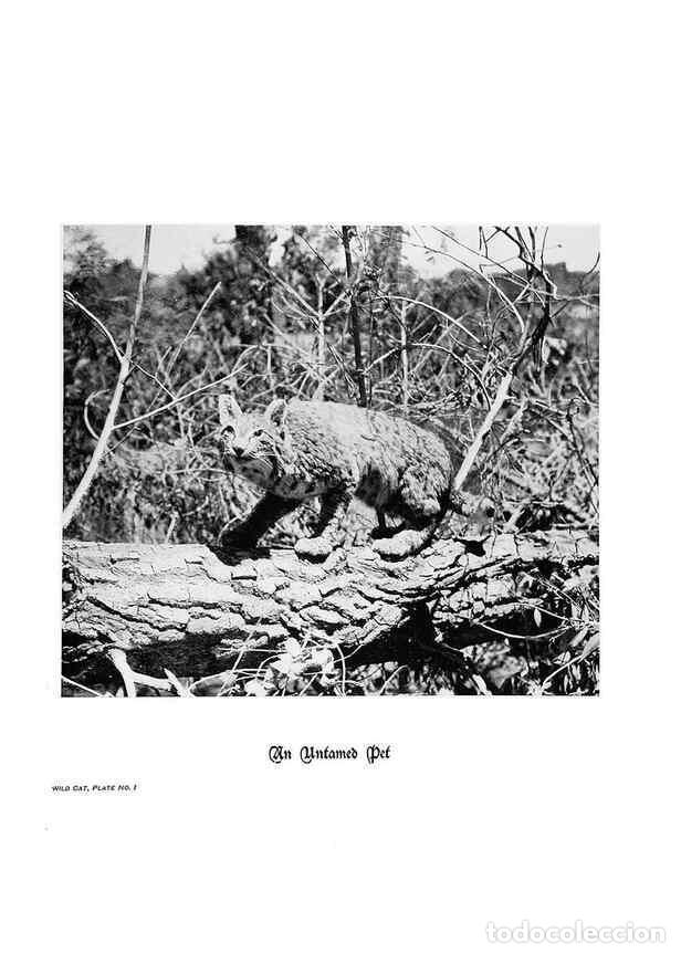 Coleccionismo de Revistas y Peri&oacute;dicos: Reproducci&oacute;n/Reproduction 6880488578: Hoofs, claws and antlers of the Rocky Mountains, by the camera