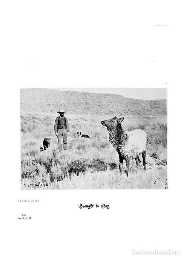Coleccionismo de Revistas y Peri&oacute;dicos: Reproducci&oacute;n/Reproduction 6880486284: Hoofs, claws and antlers of the Rocky Mountains, by the camera