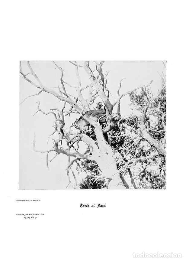 Coleccionismo de Revistas y Peri&oacute;dicos: Reproducci&oacute;n/Reproduction 7026587789: Hoofs, claws and antlers of the Rocky Mountains, by the camera