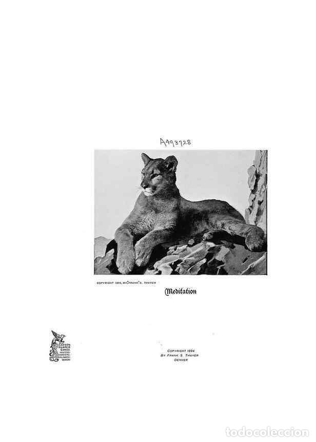 Coleccionismo de Revistas y Peri&oacute;dicos: Reproducci&oacute;n/Reproduction 6880481824: Hoofs, claws and antlers of the Rocky Mountains, by the camera