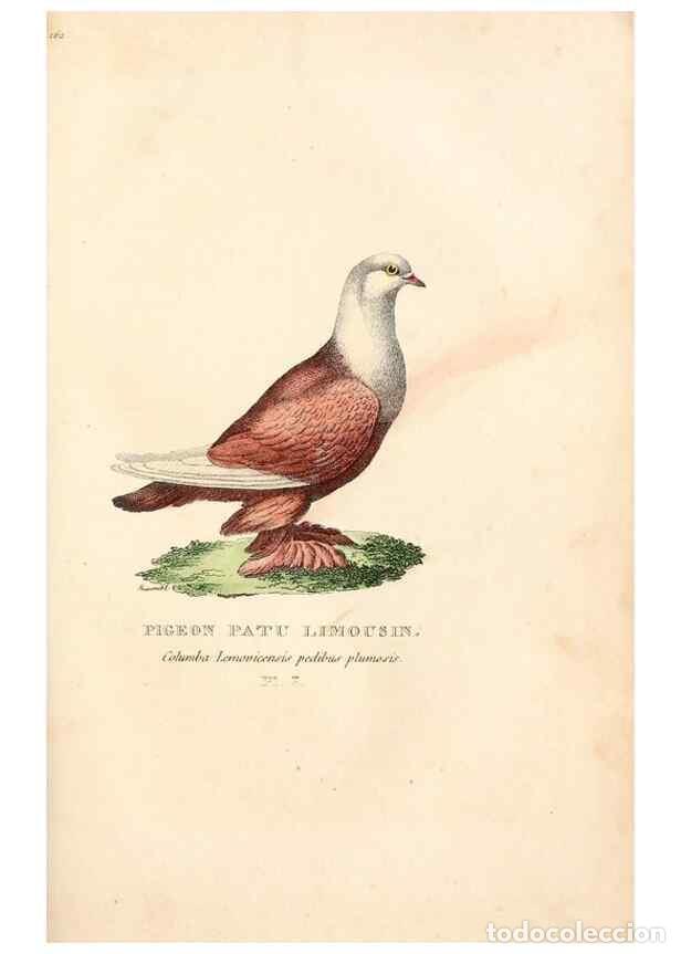 Collection Magazines and Newspapers: Reproducci&oacute;n/Reproduction 6896436336: Les pigeons. Paris,Audot,1824. - Boitard, Pierre,