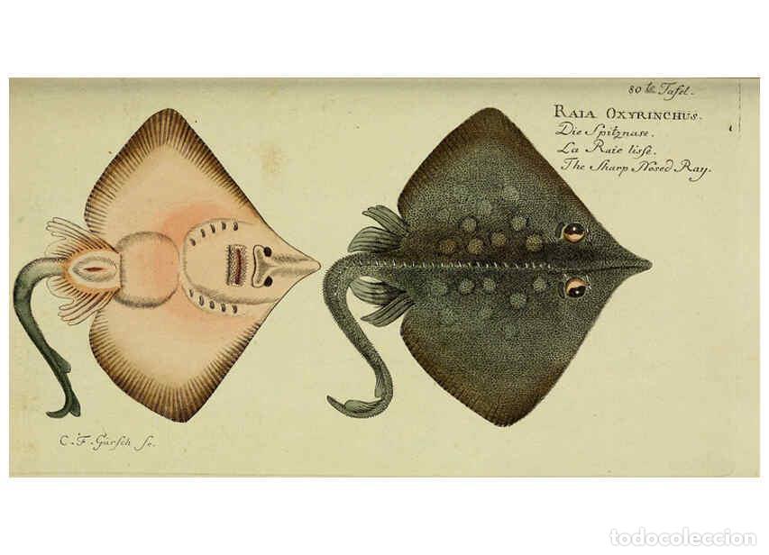 Collection Magazines and Newspapers: Reproducci&oacute;n/Reproduction 6032456817: D. Marcus Elieser Bloch's, aus&uuml;benden Arztes zu Berlin. Atlas.