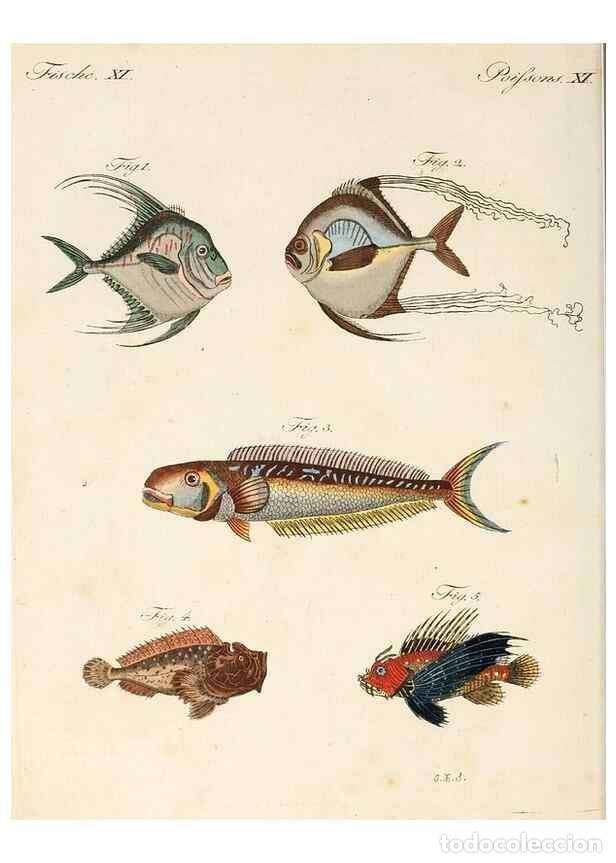 Collection Magazines and Newspapers: Reproducci&oacute;n/Reproduction 7002718317: Porte-feuille instructif et amusant pour la jeunesse :. &Agrave;vienn