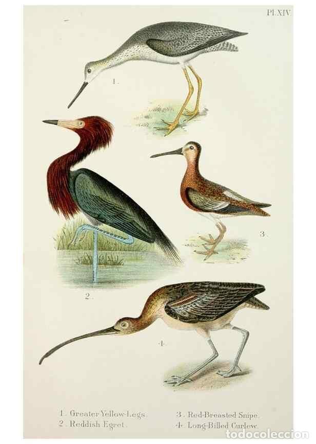 Collection Magazines and Newspapers: Reproducci&oacute;n/Reproduction 7030034521: A popular handbook of the birds of the United States and Canad