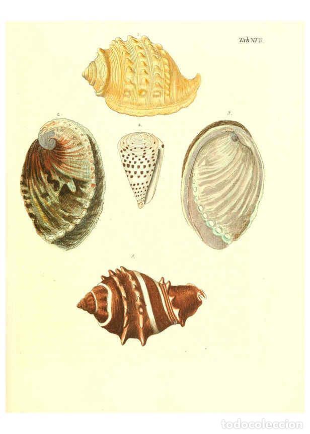 Collection Magazines and Newspapers: Reproducci&oacute;n/Reproduction 6031769441: Les delices des yeux et de l'esprit. v.1 ptie 1-3. [Nuremberg