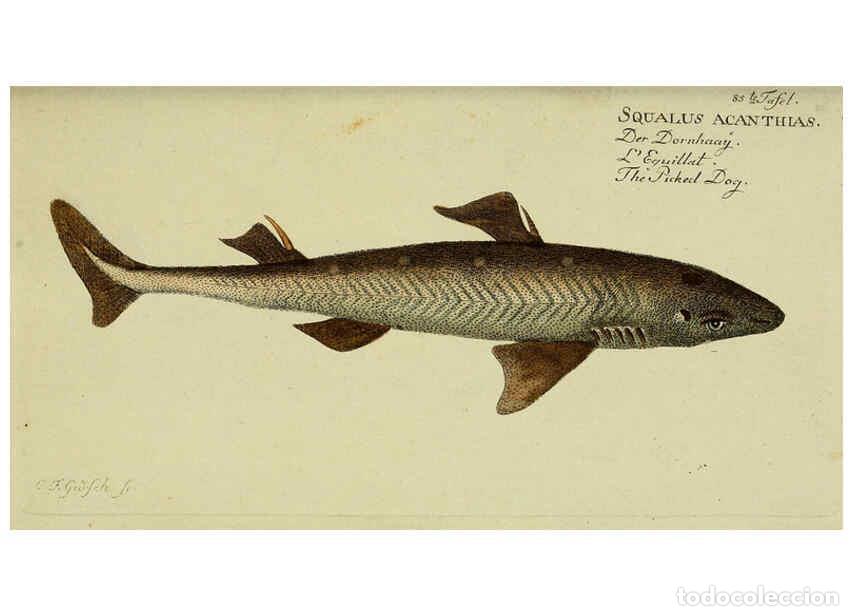 Collection Magazines and Newspapers: Reproducci&oacute;n/Reproduction 6033017624: D. Marcus Elieser Bloch's, aus&uuml;benden Arztes zu Berlin. Atlas.