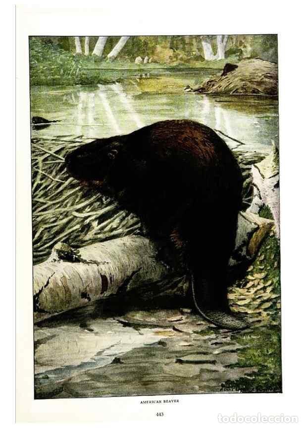 Collection Magazines and Newspapers: Reproducci&oacute;n/Reproduction 6871387314: The larger North American mammals.. Washington,National Geogra