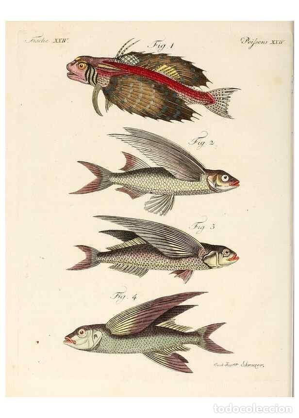 Collection Magazines and Newspapers: Reproducci&oacute;n/Reproduction 7002720601: Porte-feuille instructif et amusant pour la jeunesse :. &Agrave;vienn